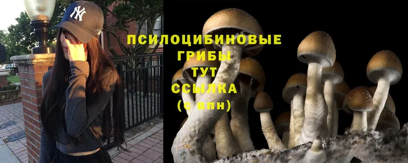 Галлюциногенные грибы Psilocybine cubensis  Раменское 